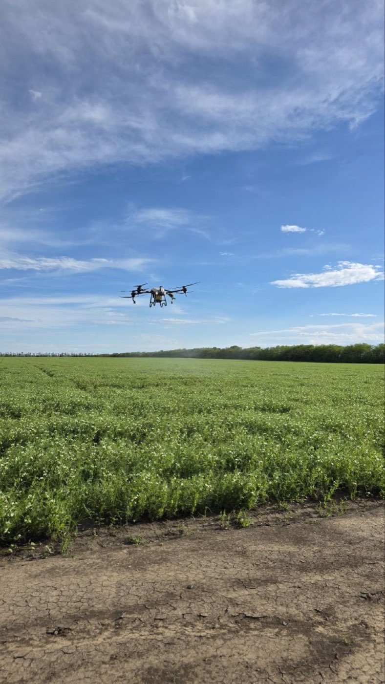 Дрон DJI AGRAS выполняет обработку цветущего гороха