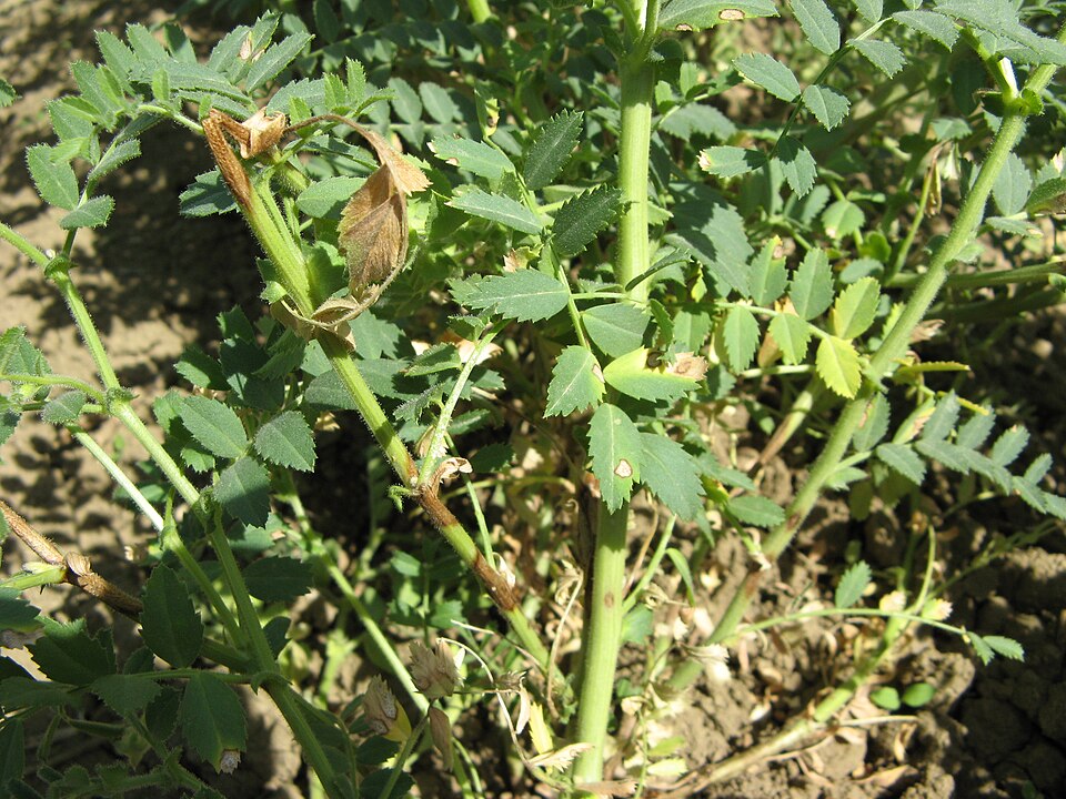 Аскохитоз (Ascochyta rabiei)