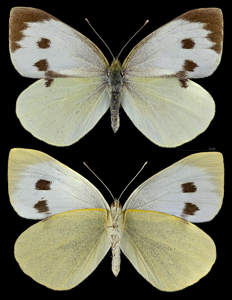Белянки (Pieris brassicae)