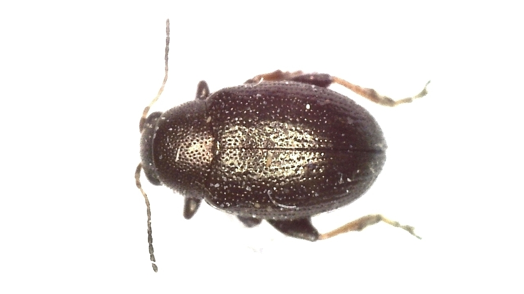 Блошки (Chaetocnema sp.)
