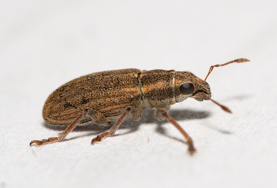 Долгоносики (Sitona lineatus)