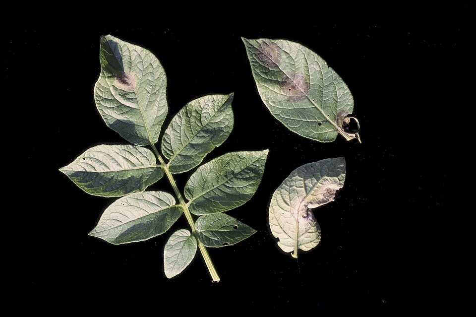 Фитофтороз (Phytophthora infestans)