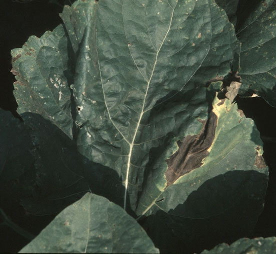 Фомопсис (Diaporthe helianthi)