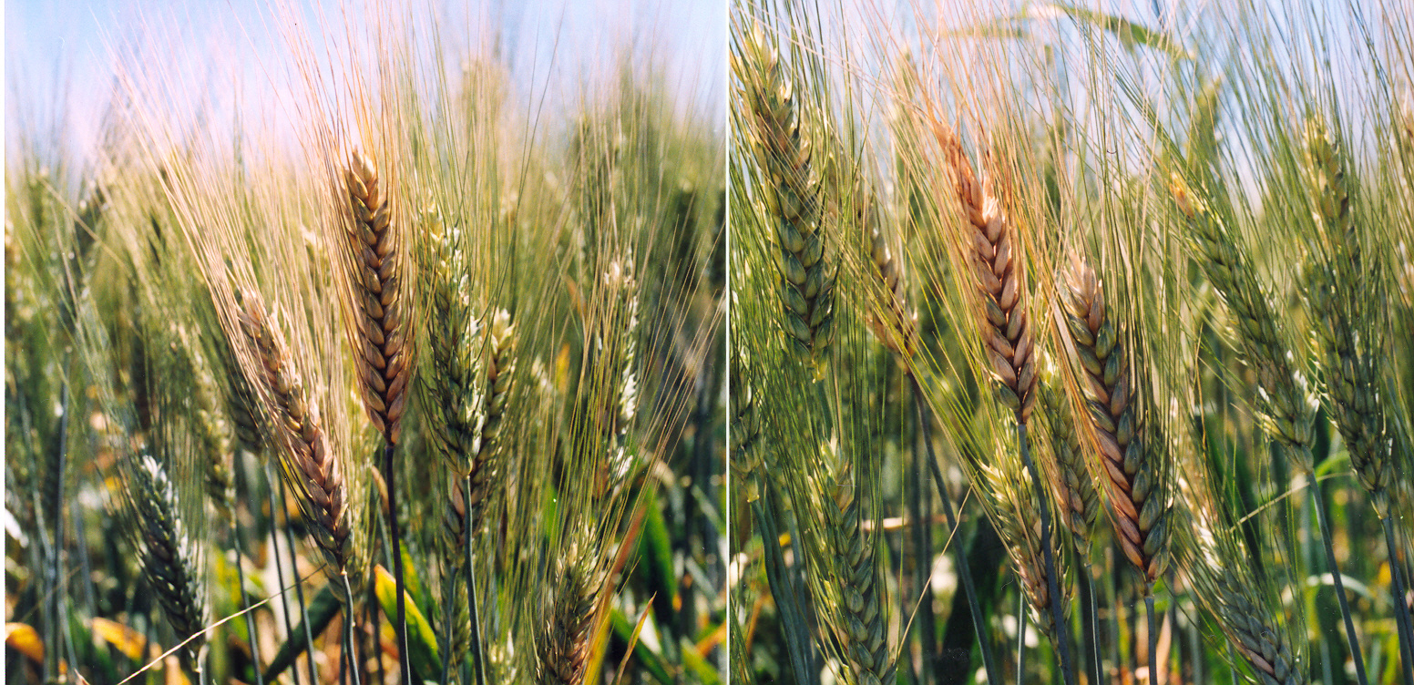 Фузариоз (Fusarium spp. (фузариоз колоса))