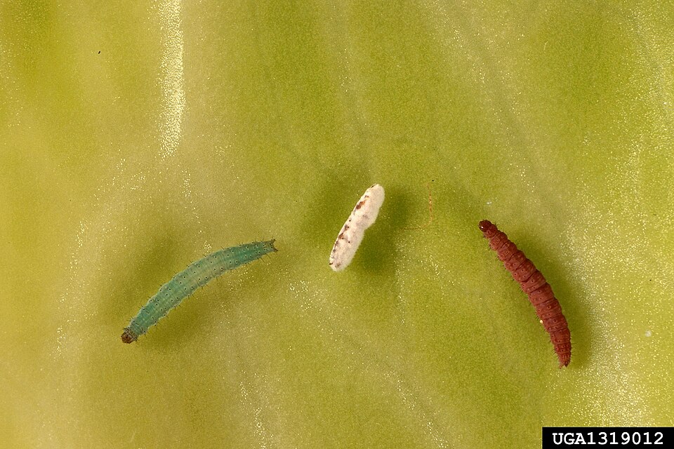 Капустная моль (Plutella xylostella)