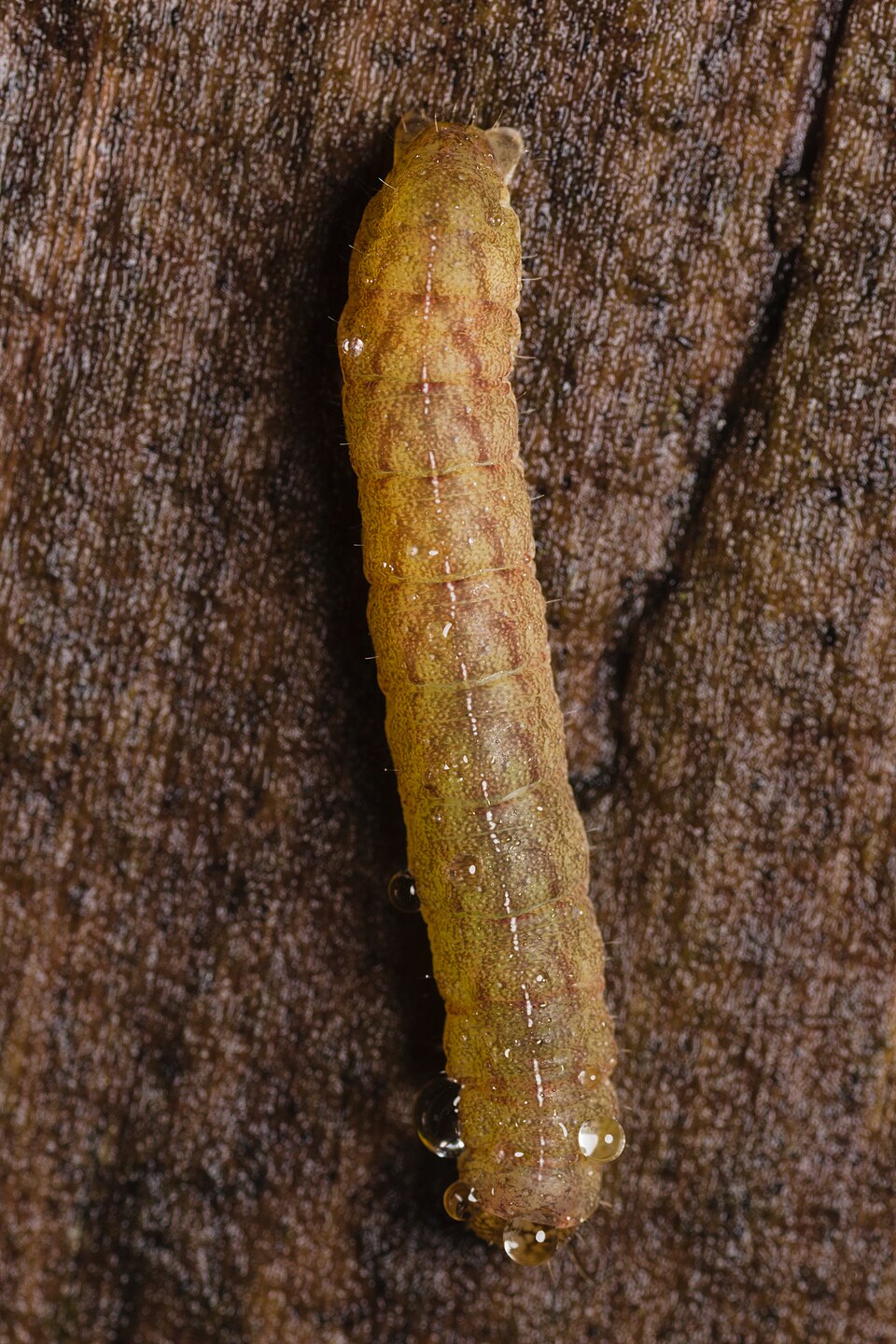 Капустная совка (Mamestra brassicae)
