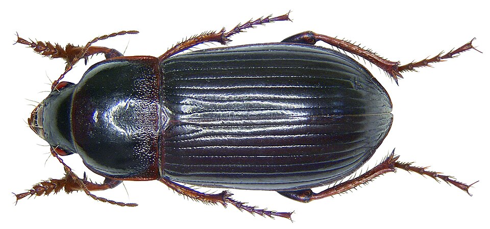 Хлебная жужелица (Zabrus tenebrioides)
