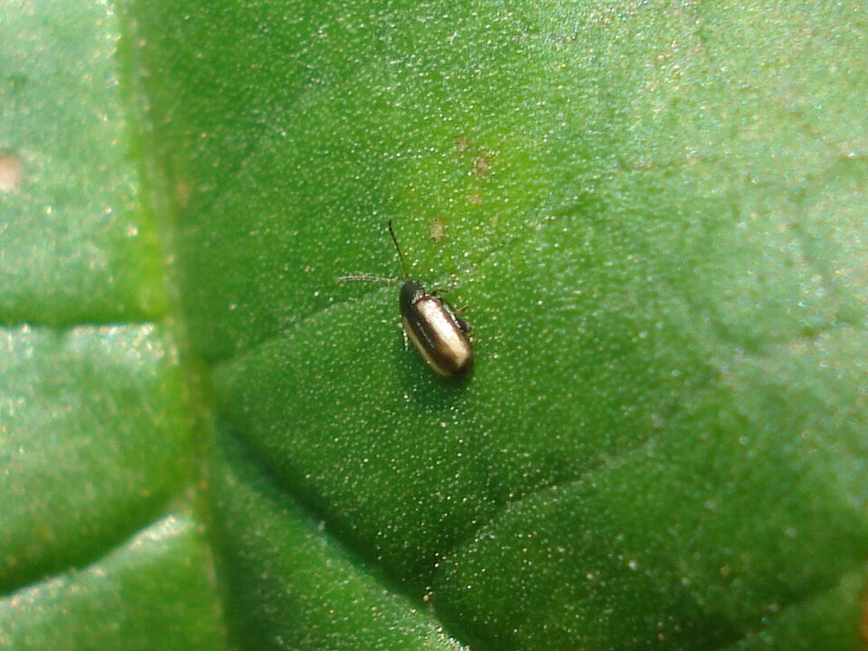 Хлебные блошки (Phyllotreta vittula)