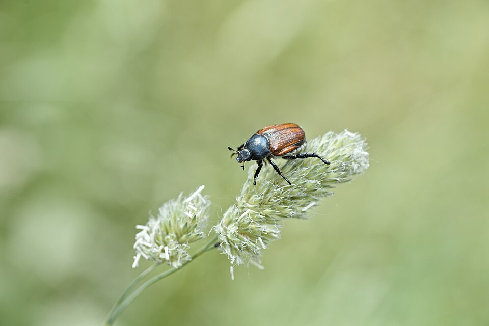 Хлебные жуки (Anisoplia austriaca)