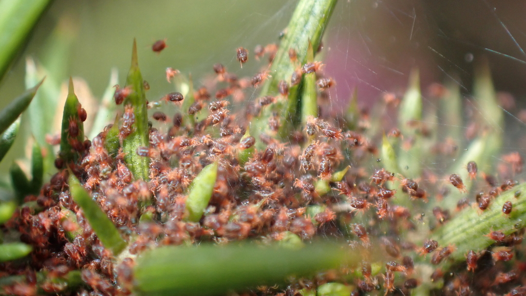 Клещи (Tetranychidae)
