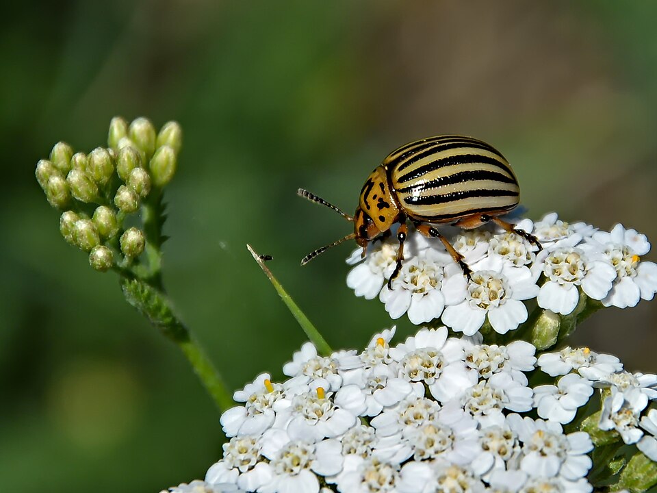Колорадский жук (Leptinotarsa decemlineata)