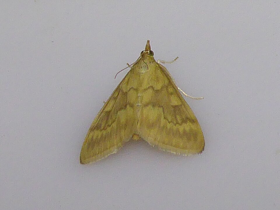 Кукурузный мотылек (Ostrinia nubilalis)