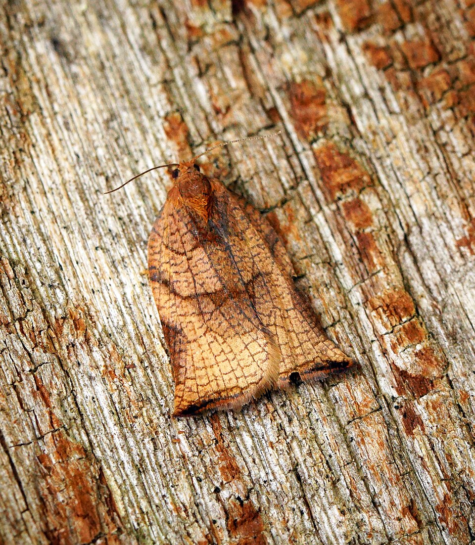 Листовертки (Archips podana)