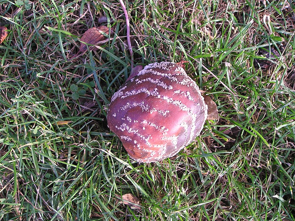 Монилиоз (Monilinia fructigena)