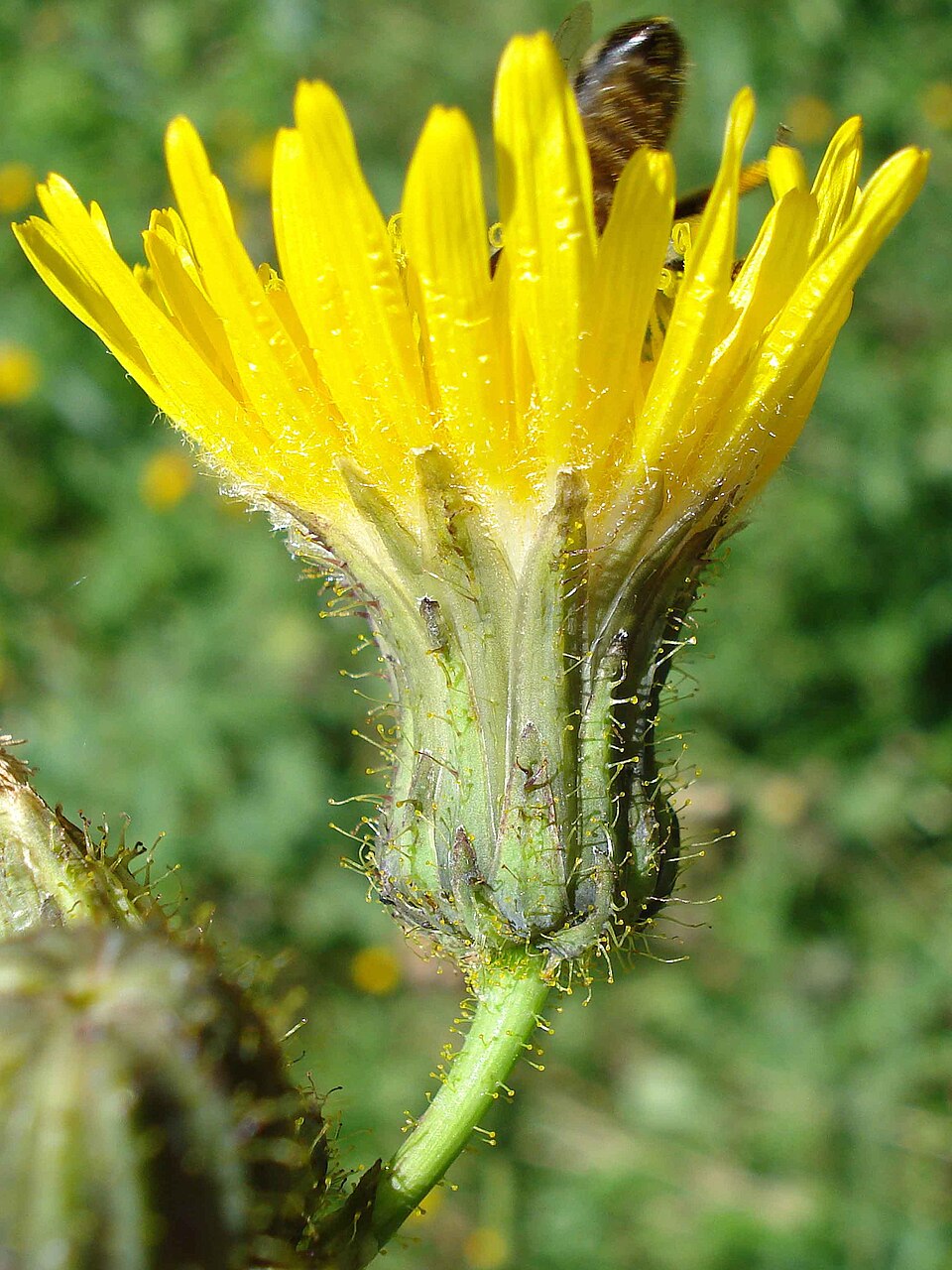 Осот (виды) (Sonchus arvensis)