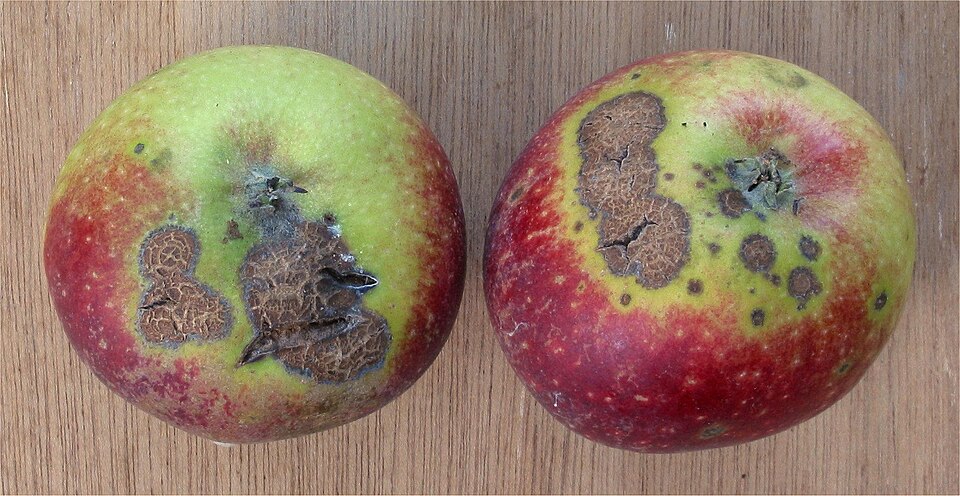 Парша (Venturia inaequalis)