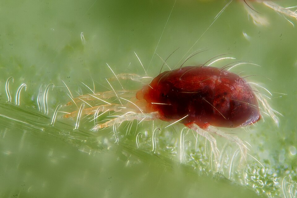 Паутинный клещ (Tetranychus urticae)