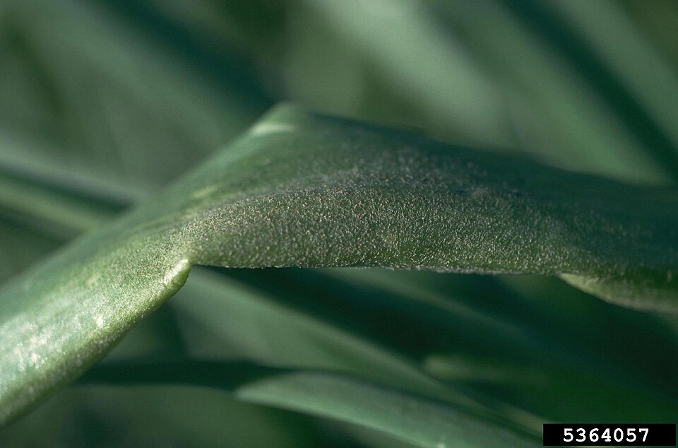 Пероноспороз (Peronospora destructor)