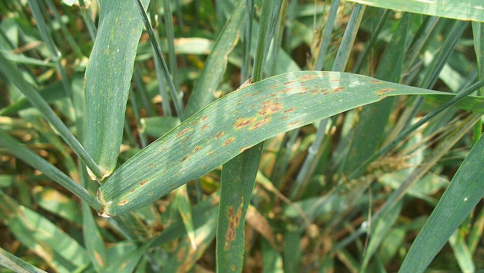 Пиренофороз (Pyrenophora tritici-repentis)