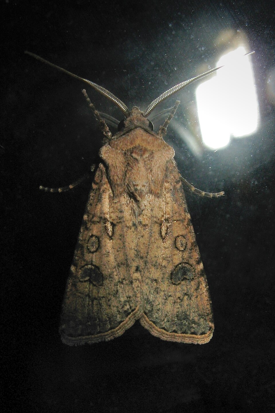 Подгрызающие совки (Agrotis segetum)