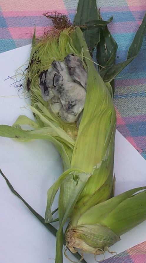 Пузырчатая головня (Ustilago maydis)