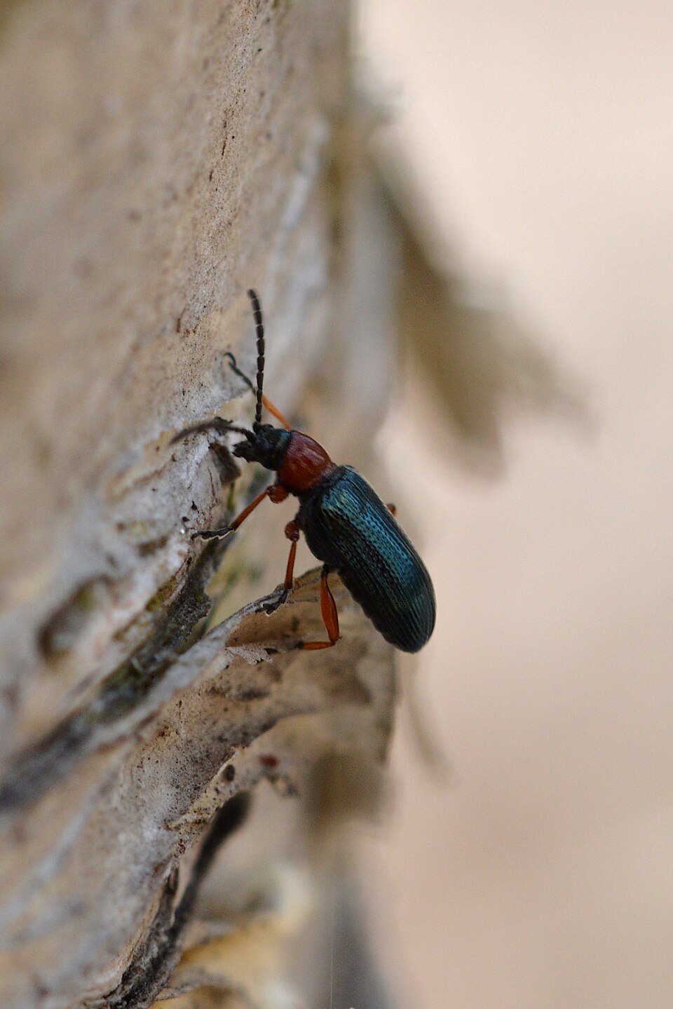 Пьявицы (Oulema melanopus)