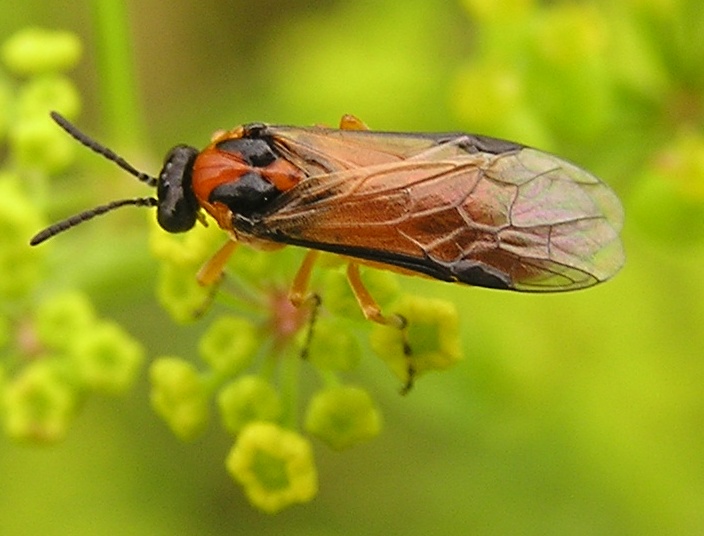 Рапсовый пилильщик (Athalia rosae)