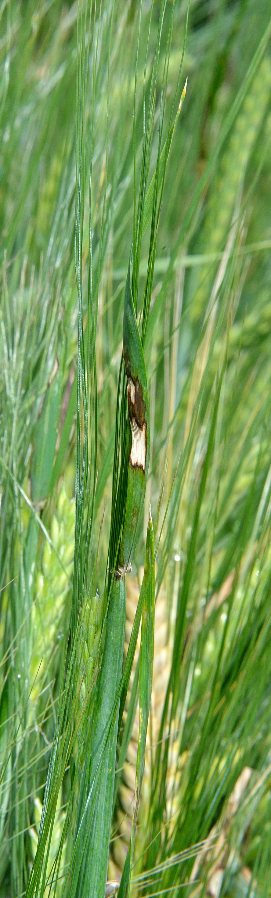 Ринхоспориоз (Rhynchosporium graminicola)