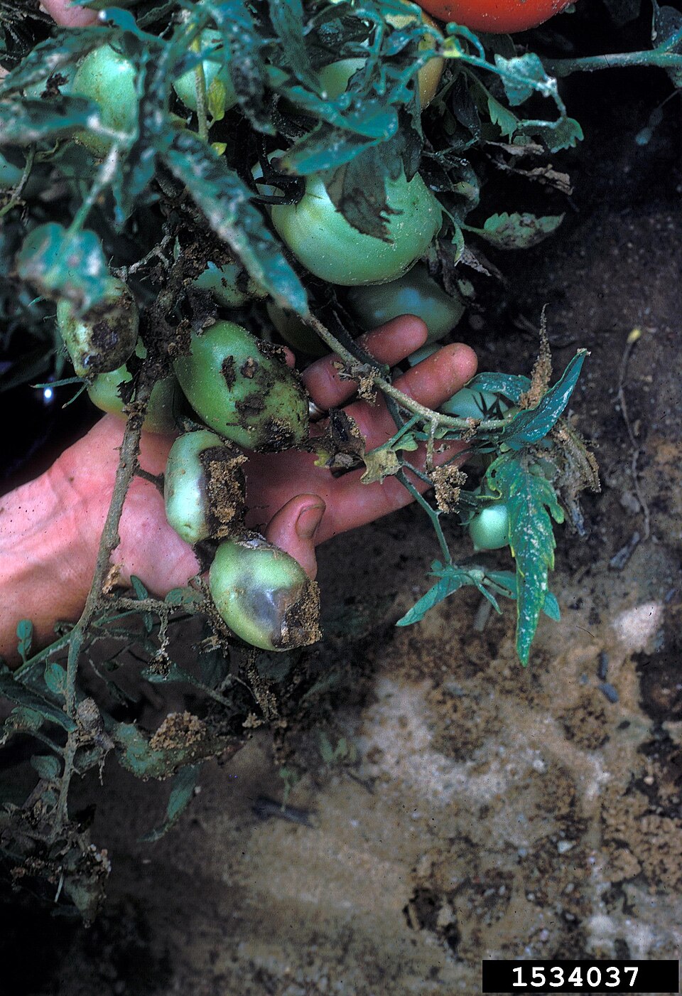 Ризоктониоз (Rhizoctonia solani)