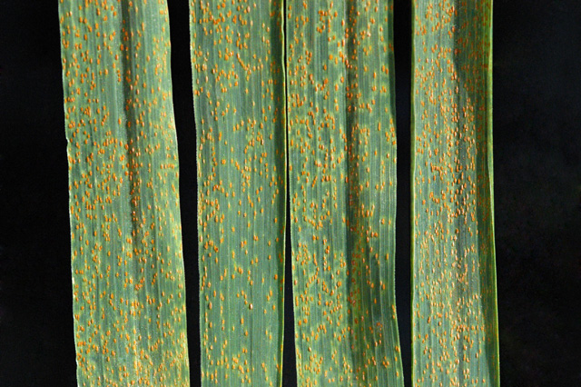 Ржавчина бурая (Puccinia triticina)