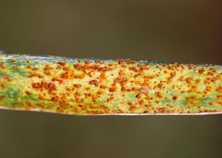 Ржавчина карликовая (Puccinia hordei)