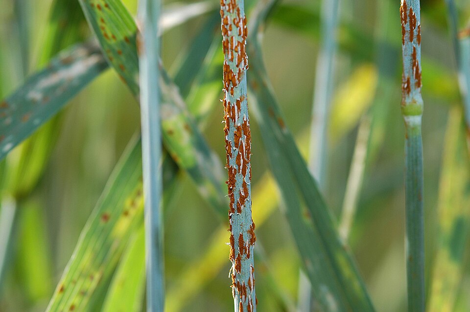 Ржавчина стеблевая (Puccinia graminis)