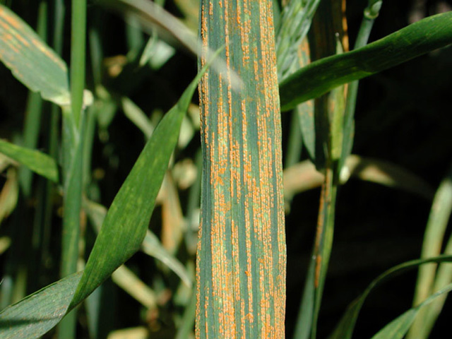 Ржавчина желтая (Puccinia striiformis)