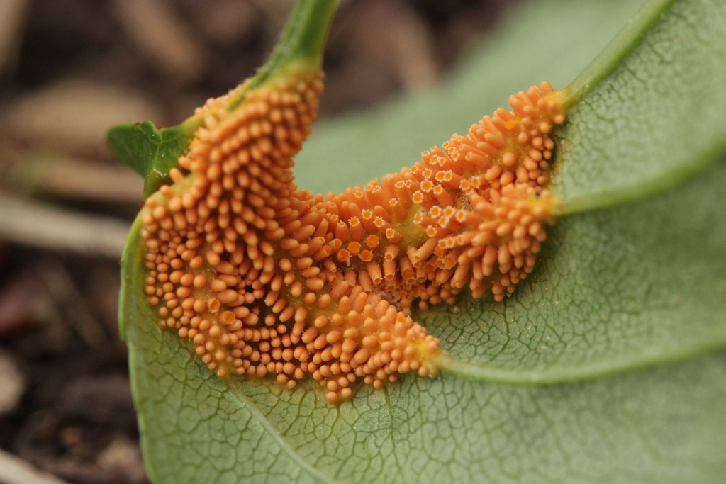 Ржавчина (Puccinia coronata)