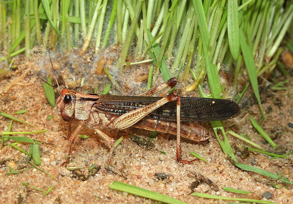 Саранчовые (Locusta migratoria)