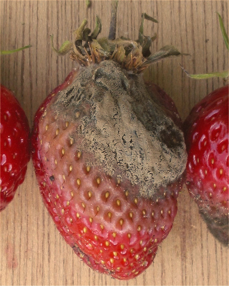 Серая гниль (Botrytis cinerea)