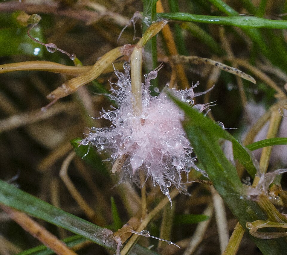 Снежная плесень (Microdochium nivale)
