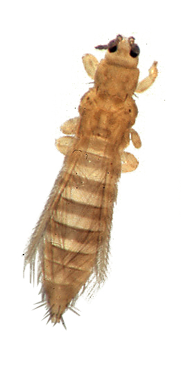 Трипсы (Thrips tabaci)