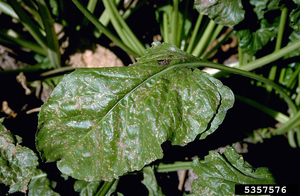 Церкоспороз (Cercospora beticola)