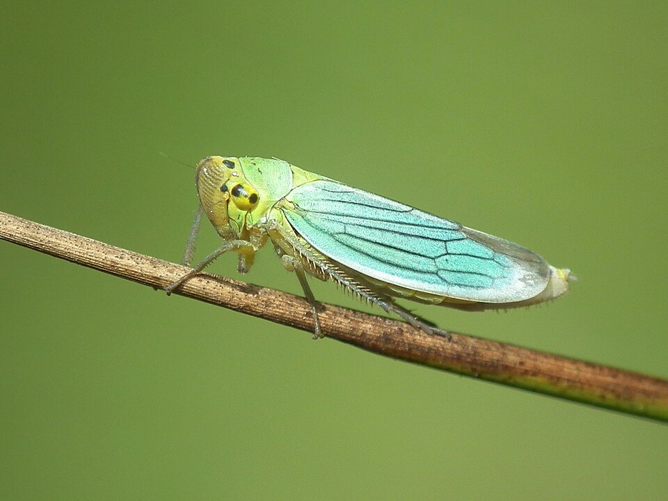 Цикадки (Cicadella viridis)