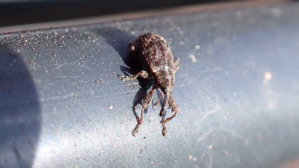 Яблонный цветоед (Anthonomus pomorum)